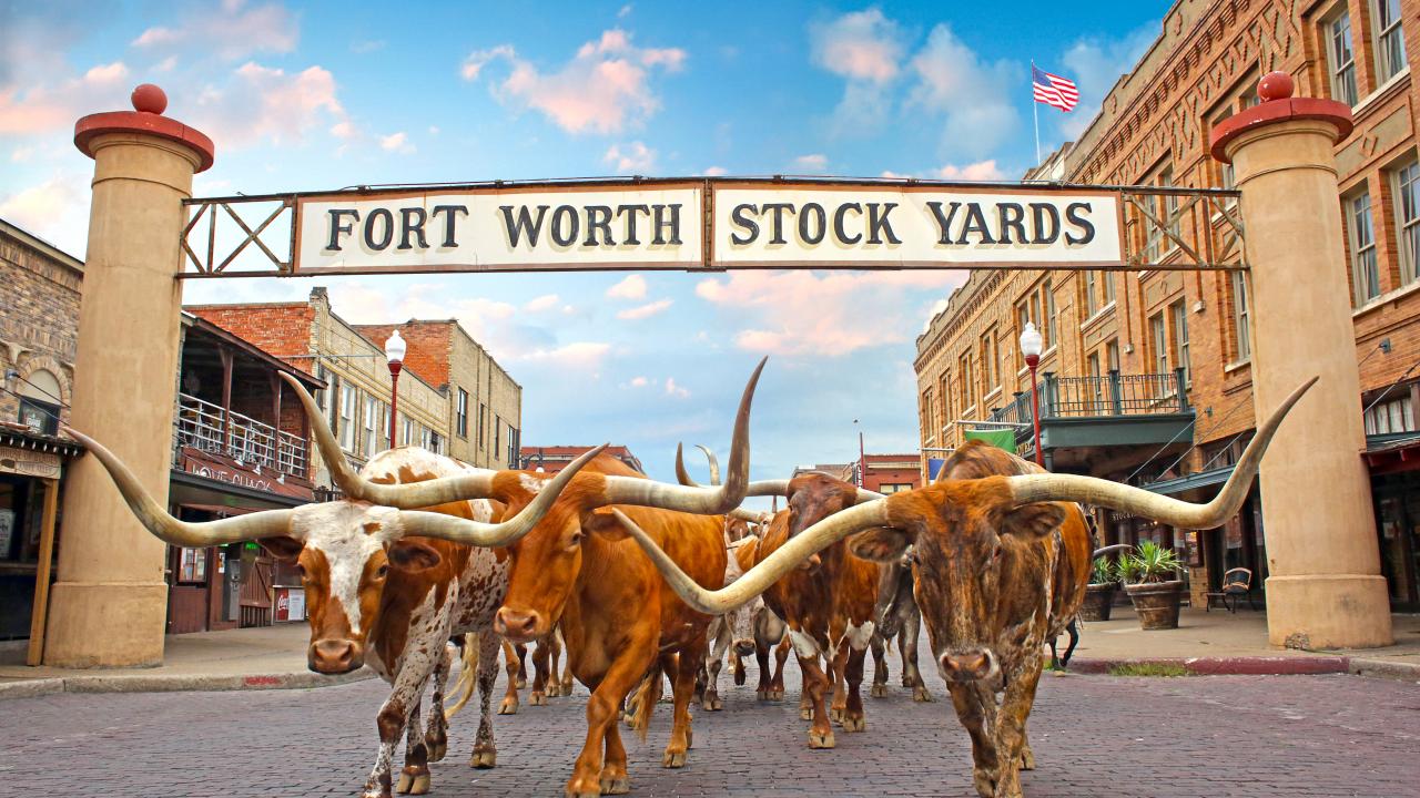 Artificial grass in Fort Worth, TX